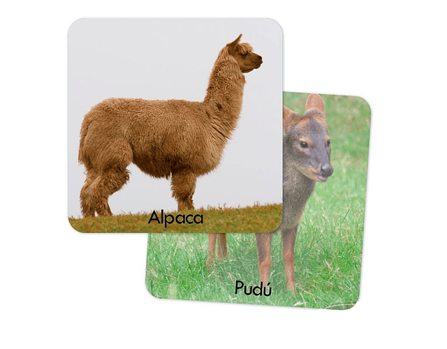 Memorice plus fauna chilena